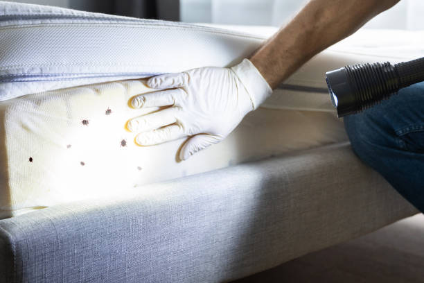 Insect Control in Clifton, TN
