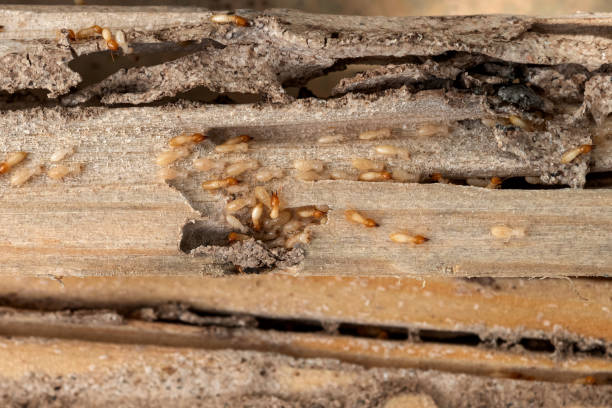 Best Pest Prevention Services  in Clifton, TN