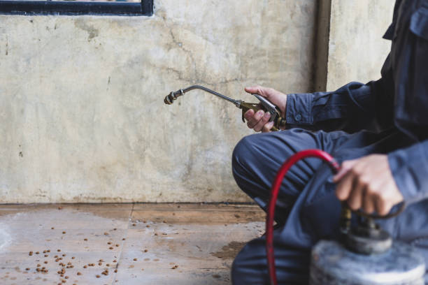 Best Flea Control Services  in Clifton, TN